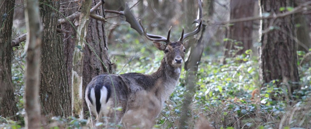 A common buck deer in the forest