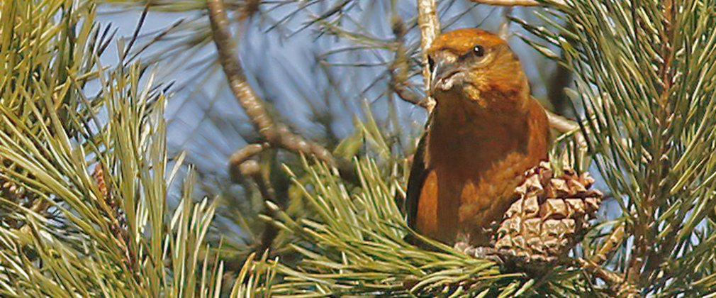 Common Crossbill
