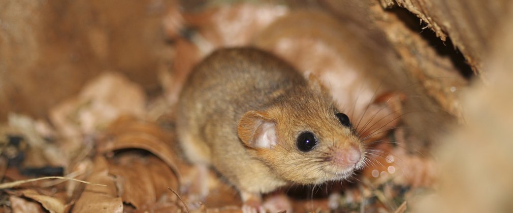 Common doremouse on brown leaves