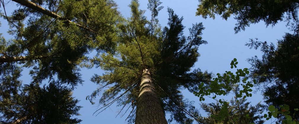 Conifer tree top from below