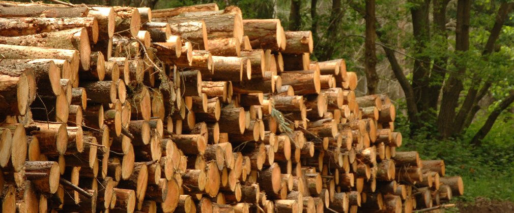 Timber stack in the woods