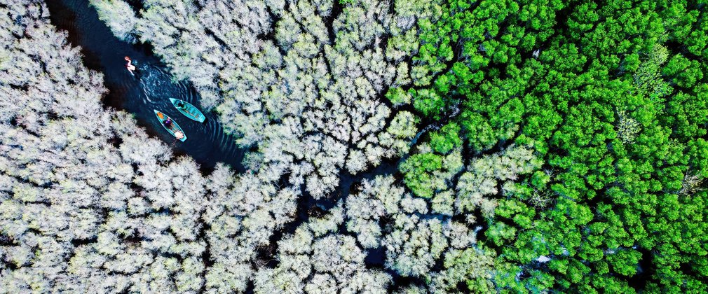 Alex Cau,Bau Ca Cai mangroves forest