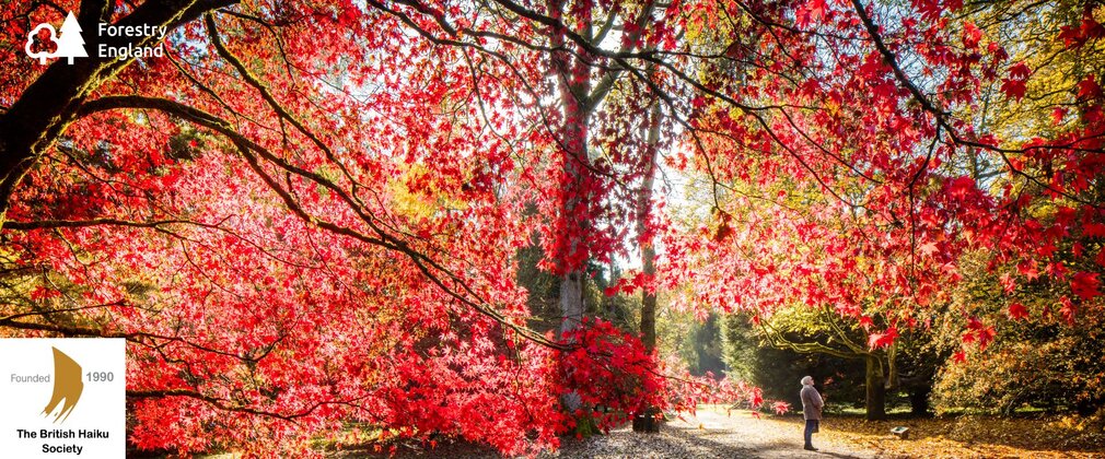 A woman looks up at the beautiful red maple trees surrounding her