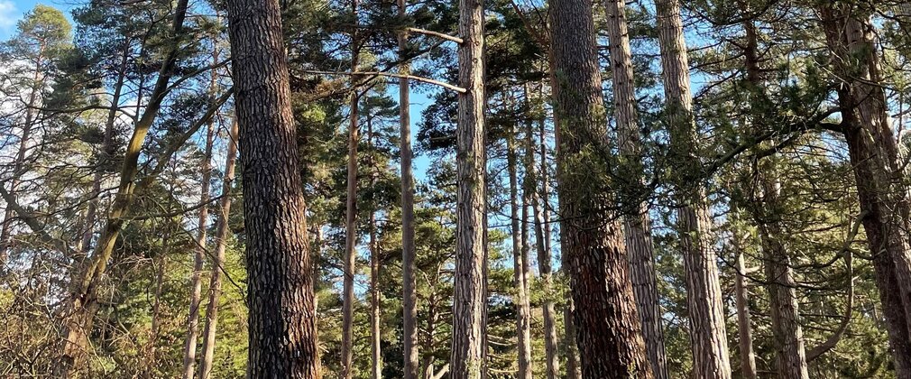 Corsican pines in the forest, focused on their tall trunks.