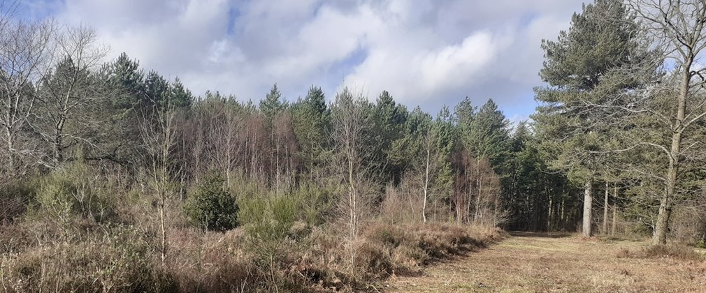 Woods and heathland