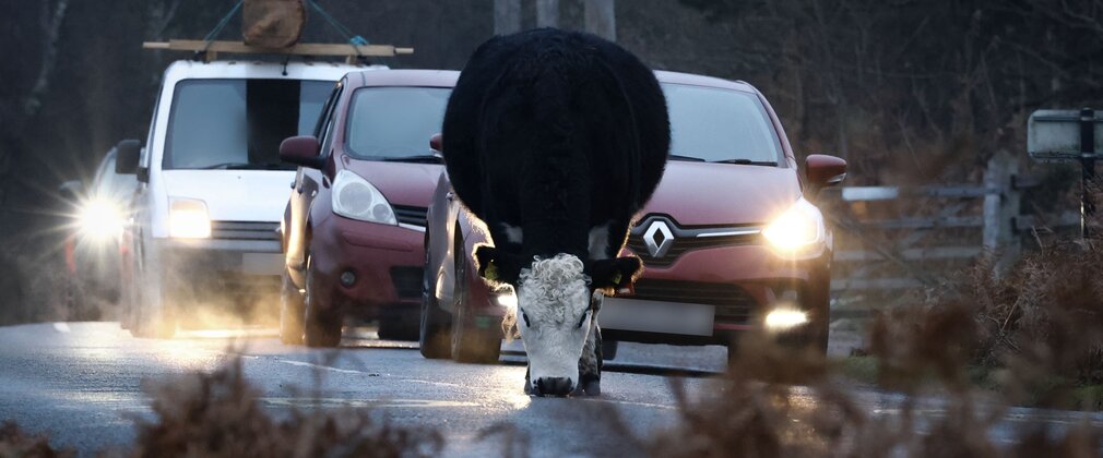 A cow licking road salt from a road in the New Forest with traffic queued up behind in log light