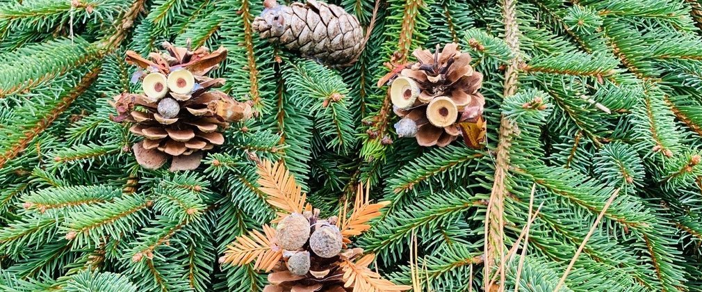 Animals made from pine cones hanging on tree