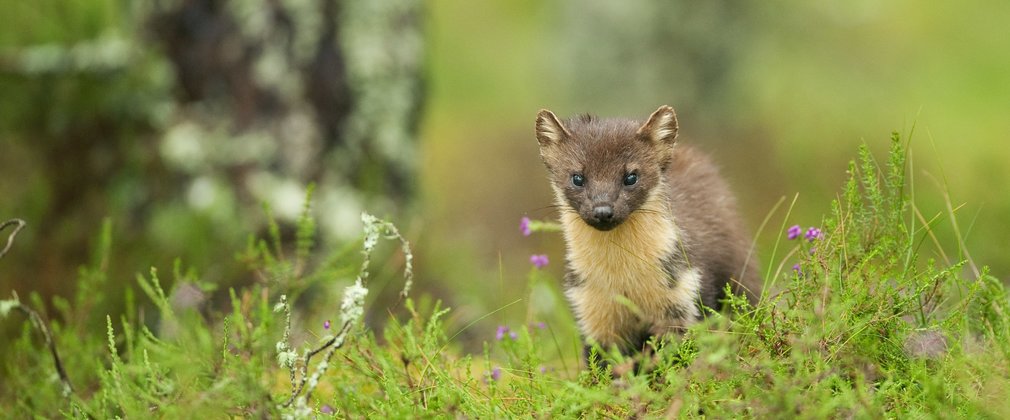 Pine Marten within grass