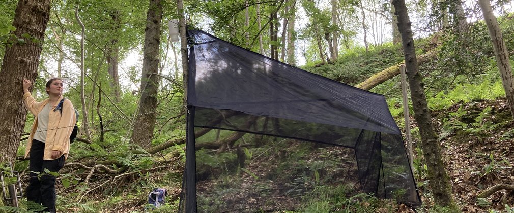 Net set up in woodland to collect samples