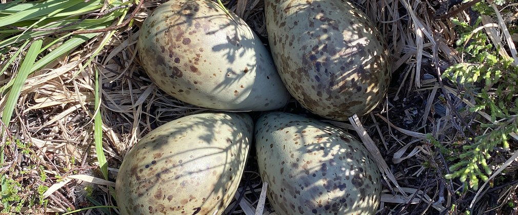 Eggs in a nest on the ground