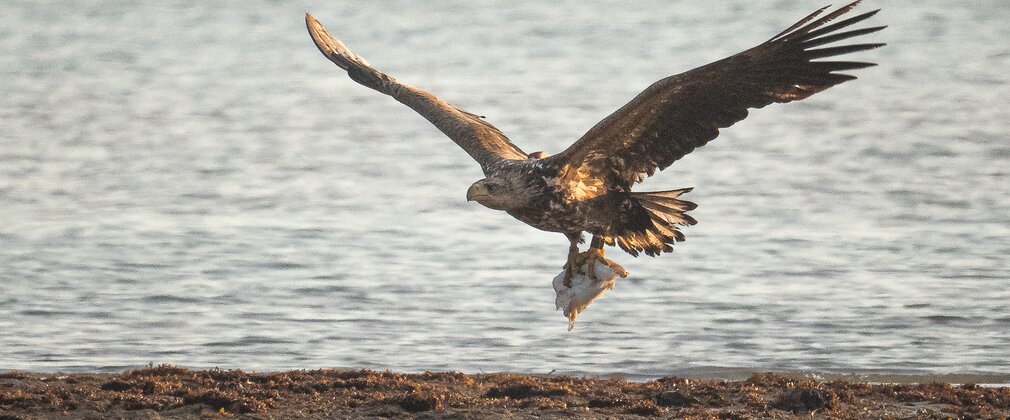 White-tailed eagle carrying cuttlefish in talons while flying over the shoreline