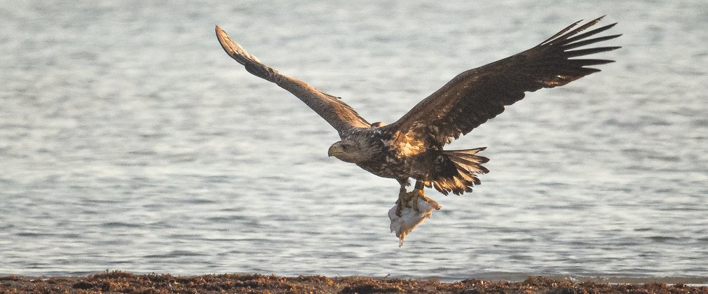 White-tailed eagle carrying cuttlefish in talons while flying over the shoreline