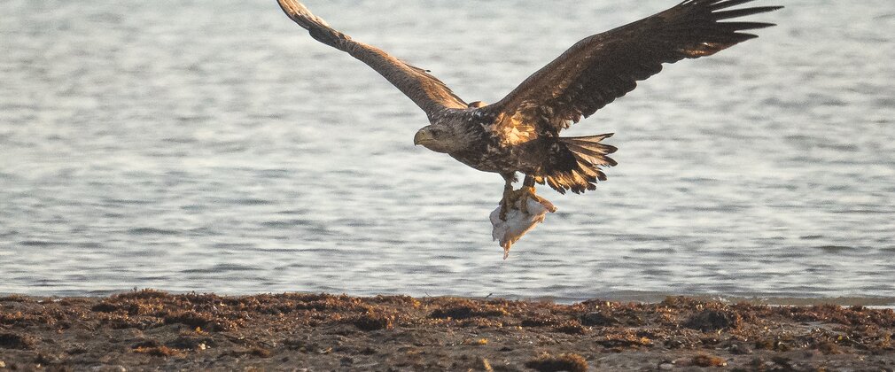 White tailed eagle 