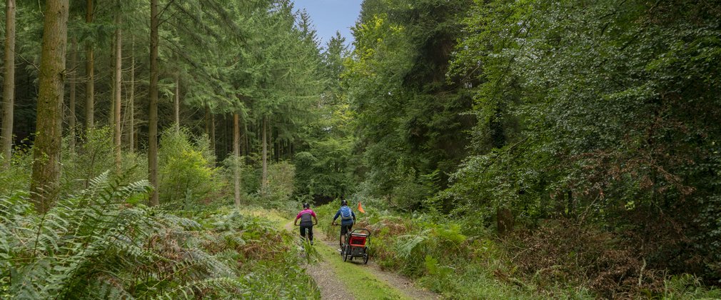 Two adults cycling through the dense green forest on a sunny day