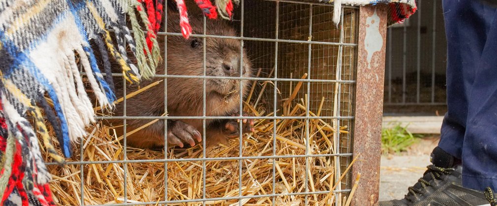 Beaver looking out of the bars of a crate ready for release