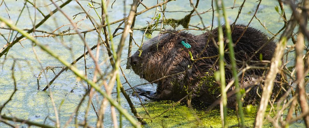 Beaver in pond surrounded by trees