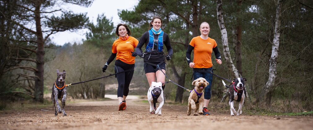 Three people with four dogs attached by leads running through the forest.