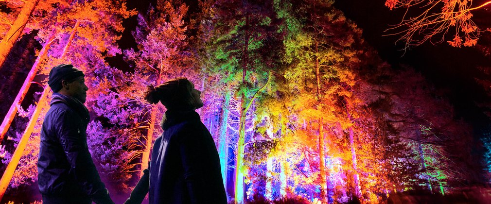 a couple looking up at the trees and lights