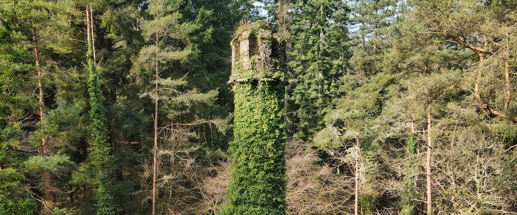 Ivy covered mine stack surrounded by conifers