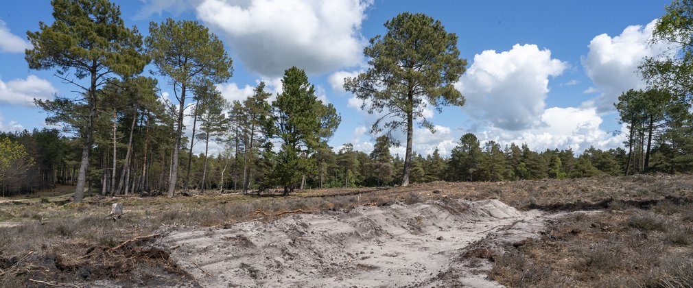 Fire damaged forest at Wareham Forest