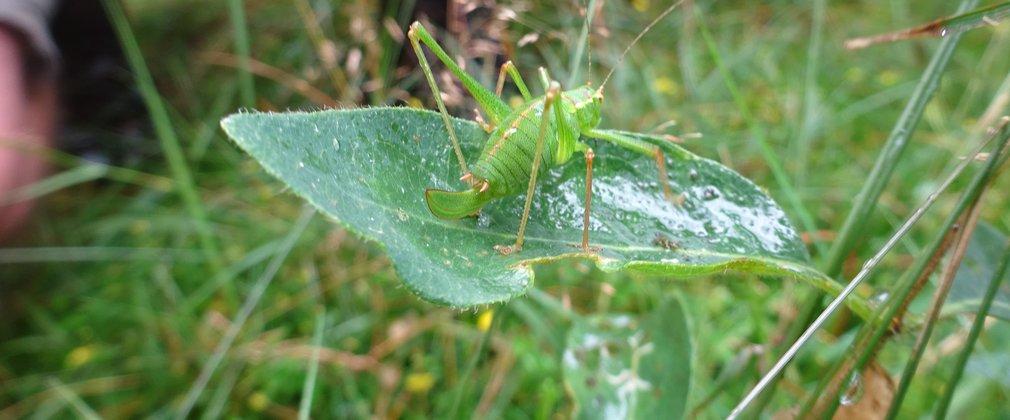 Grasshopper bug on leaf in long grass