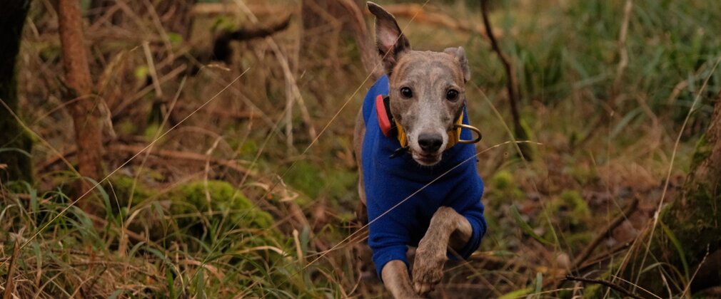 Dog wearing blue jumper running through the woods.