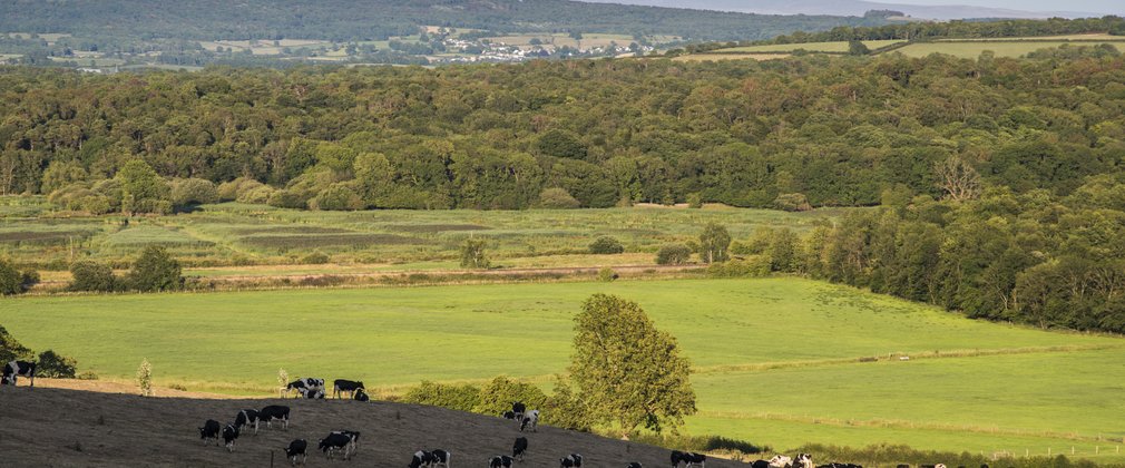 Countryside image with trees and cows