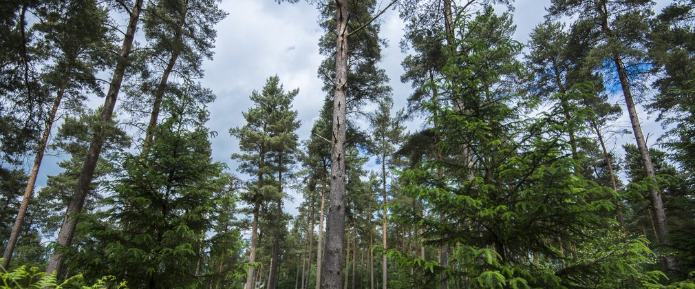 Conifer forest with looking up at the canopy with younger trees below