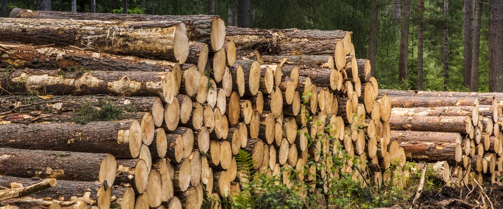 Timber stack in the woods