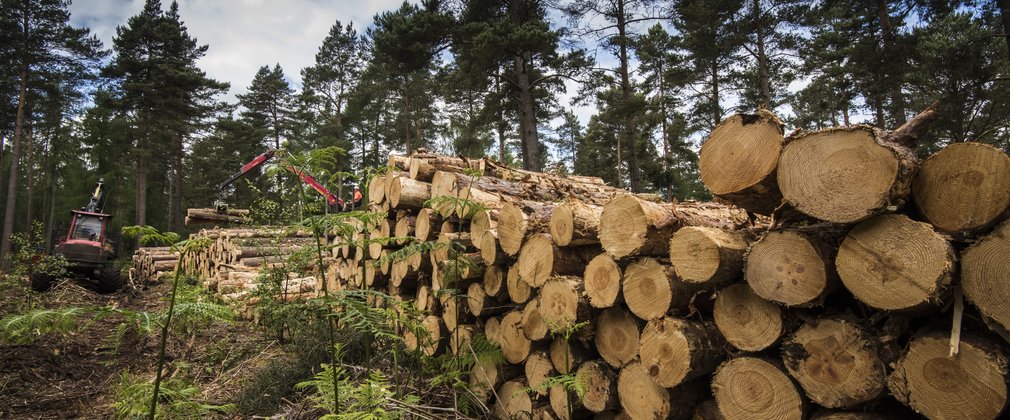 Timber stack in the woods with a forwarder placing logs in the distance