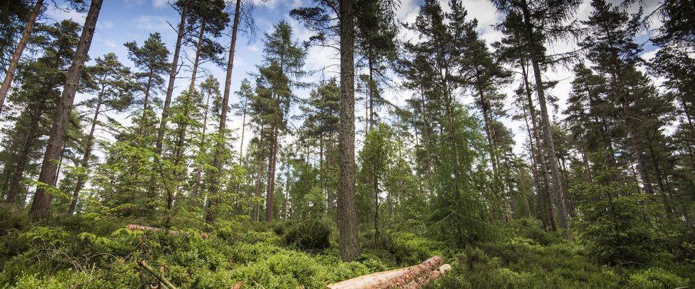 Conifer forest with looking up at the canopy with thinned timber and branches on forest floor