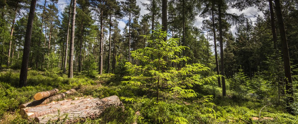 Conifer forest with looking up at the canopy with younger tree and small log pile