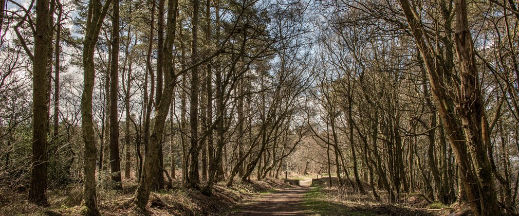 A forest track heading between rows of deciduous trees either side