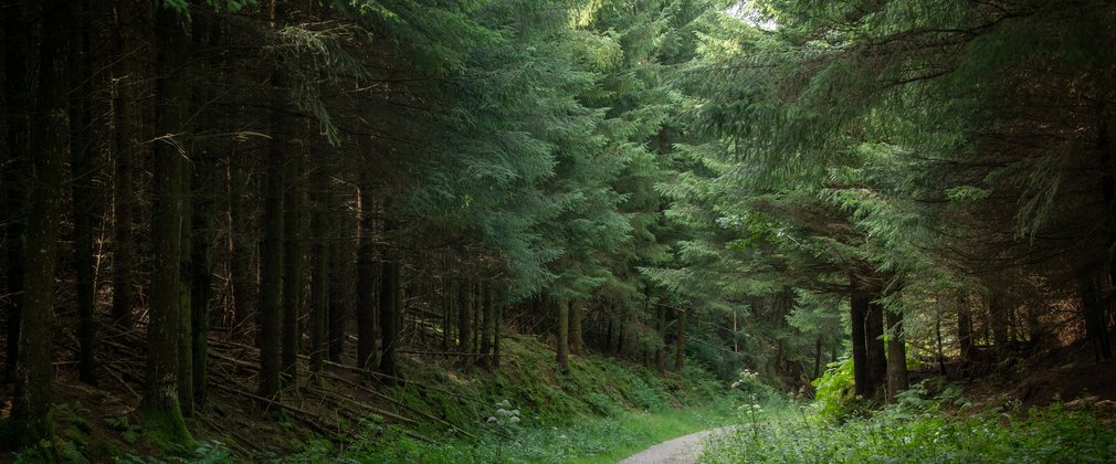 Dalby Forest in Spring 4