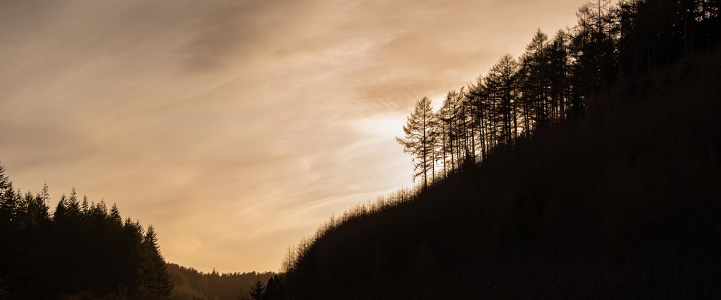 Dalby Forest in Spring 2