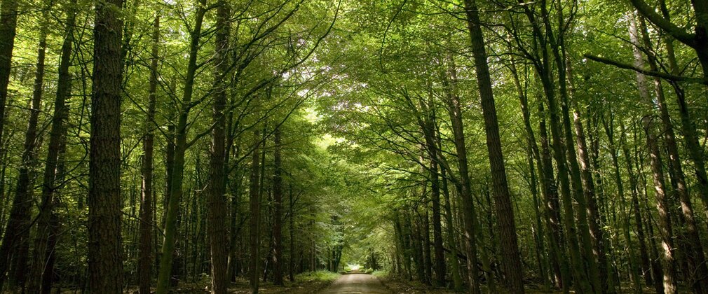Dalby Forest shady tree canopy in summer