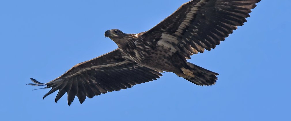 White-tailed eagle flying in blue sky