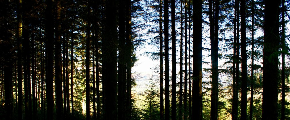 Conifer shadow forest 