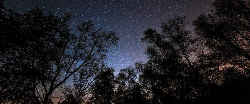 A night sky full of stars in the forest 