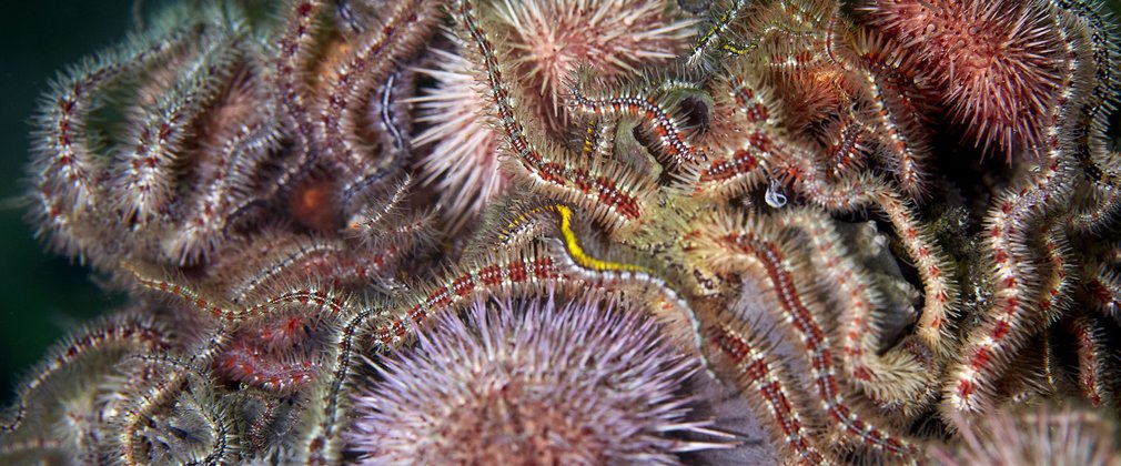 David Alpert, 'March of the Echinoderms 1' (2018)