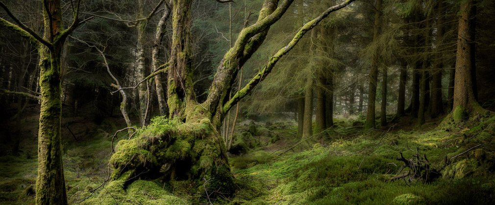 Shortlisted Earth Photo entry by David Rippin, 'Forest Depths' (2018)
