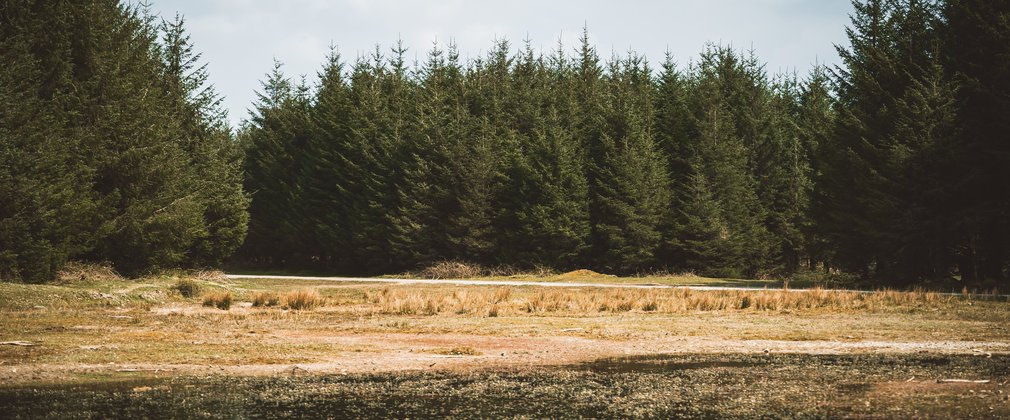 Conifer trees with open space and a pond in front