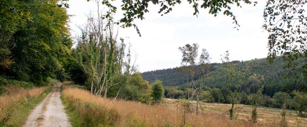 A trail running through a forest valley meadow