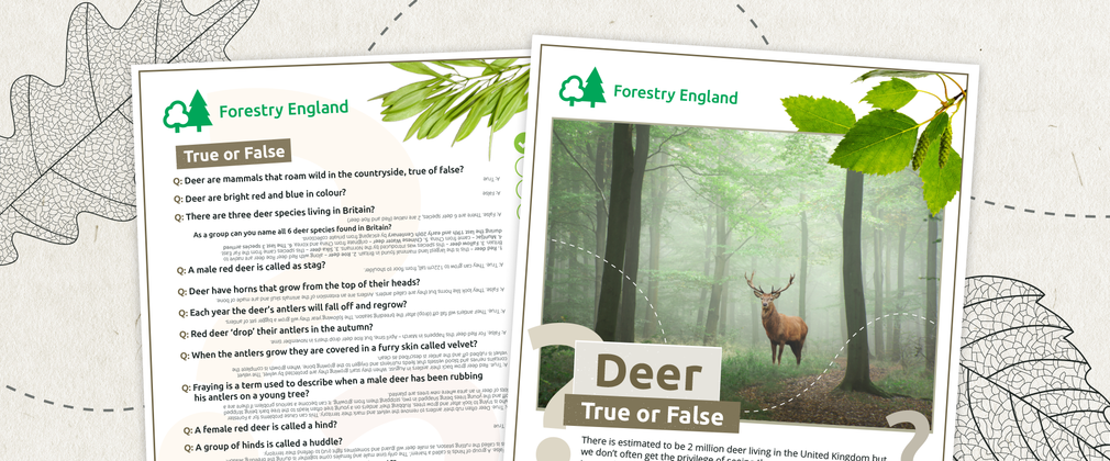 Deer True or False activity