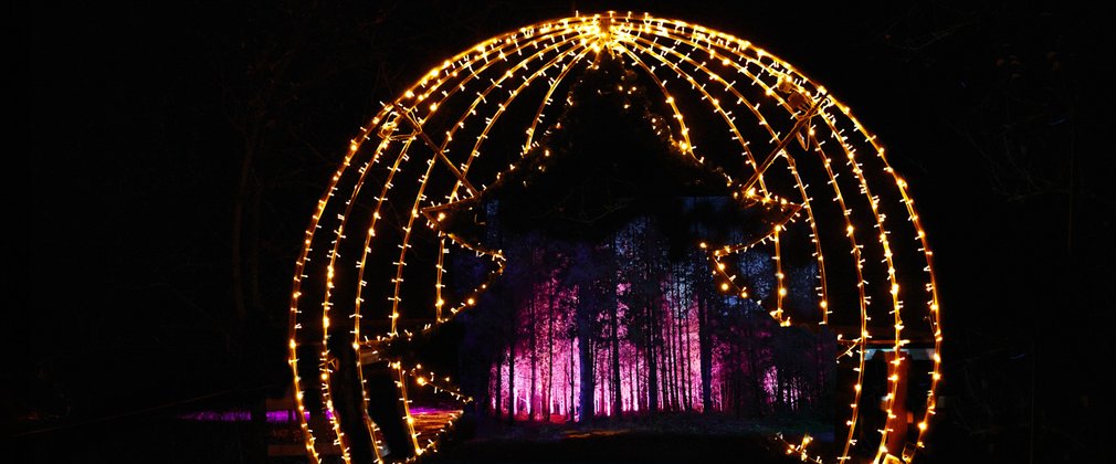 Christmas lights in the shape of a Christmas tree at Delamere Forest