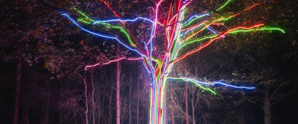 A family gaze up at the neon tree installation in the forest 