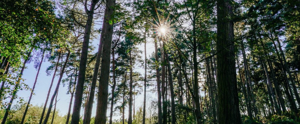 Blue sky and sun visible through tall tree trunks in the forest