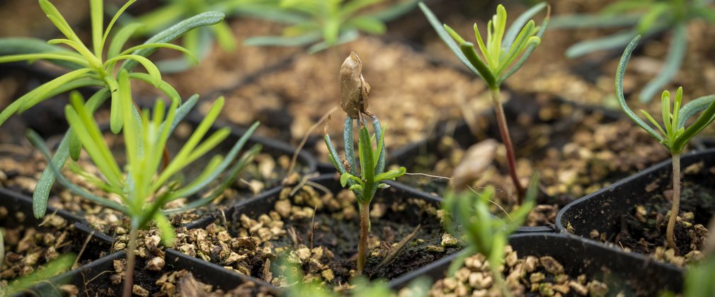 Conifer seedlings growing in trays