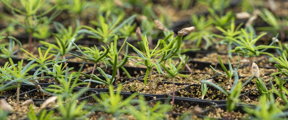 Wide shot of conifer seedlings growing in trays