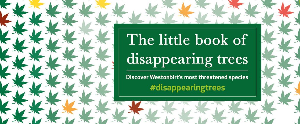 disappearing trees